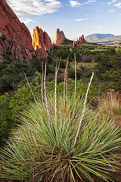 USA, Colorado, Colorado Springs, Garden of Gods, plant in front of rock formations, USA, Colorado, Colorado Springs