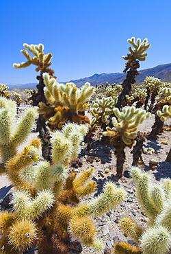 USA, California, Joshua Tree National Park, Cholla cactus, USA, California, Joshua Tree National Park