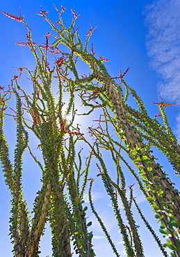 USA, California, Joshua Tree National Park, Ocotillo cactus, USA, California, Joshua Tree National Park