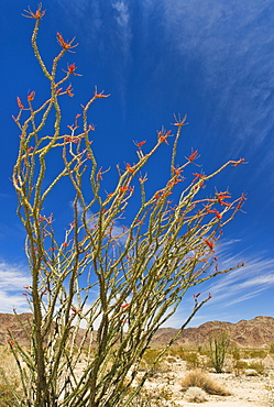 USA, California, Joshua Tree National Park, Ocotillo cactus, USA, California, Joshua Tree National Park