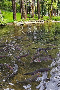 Rainbow trouts in forest pond, Bonneville Dam, Oregon