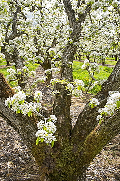 Apple trees blooming in orchard, Hood River, Oregon