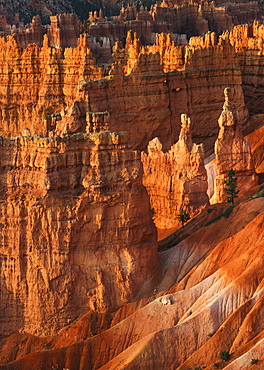 Bryce Amphitheater, USA, Utah, Bryce Canyon