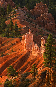 Bryce Amphitheater, USA, Utah, Bryce Canyon