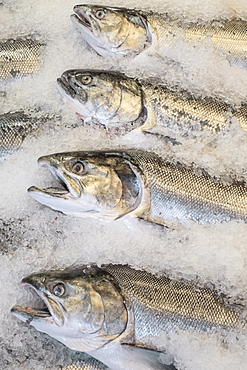 Close-up of fish on market stall