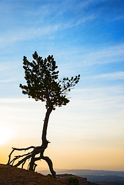 Silhouette of Ponderosa Pine, USA, Utah, Bryce Canyon