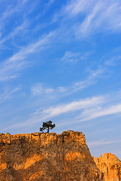 Ponderosa Pine at the edge of cliff, USA, Utah, Bryce Canyon