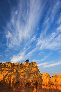 Ponderosa Pine at the edge of cliff, USA, Utah, Bryce Canyon