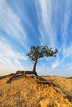 Ponderosa Pine at the edge of cliff, USA, Utah, Bryce Canyon