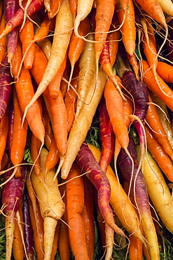 Close-up of carrots on market stall