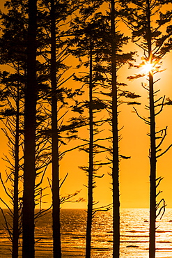 Silhouette of trees at sunset, Olympic National Park, Washington