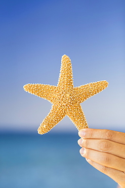 Close up of woman's hand holding starfish