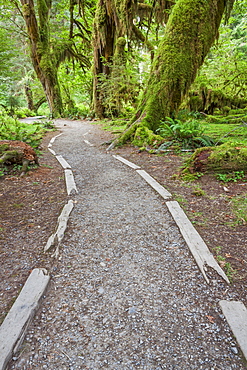 Path going through forest, Olympic National Park, Washington