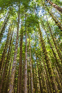 Forest canopy, Olympic National Park, Washington