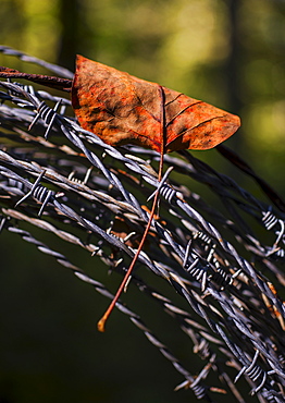 Leaf trapped in barbed wire, Catawba County, North Carolina