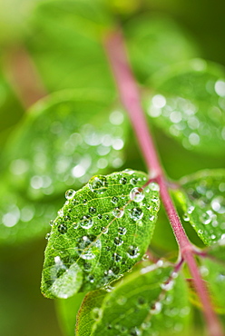 Close-up of droplets on leaf