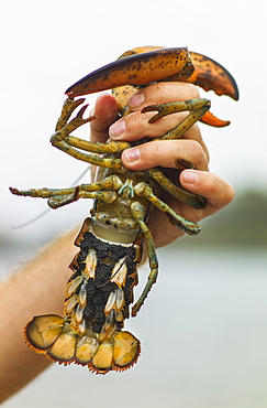 Man holding lobster, Portland, Maine