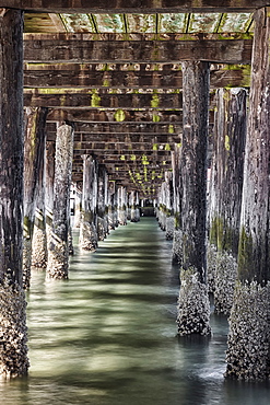 Whidbey Island, Under pier, Puget Sound, Washington