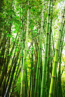 Bamboo grove, Jamaica