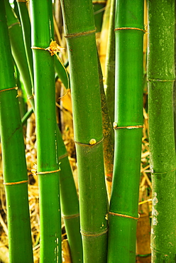 Bamboo grove, Jamaica