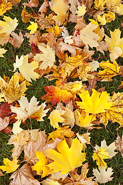 Full frame of autumn leaves