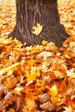 Autumn leaves around tree