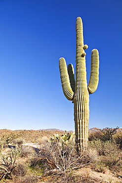 USA, Arizona, Phoenix, saguaro cactus on desert, USA, Arizona, Phoenix