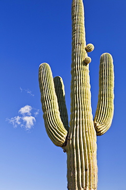 USA, Arizona, Phoenix, saguaro cactus on sky background, USA, Arizona, Phoenix