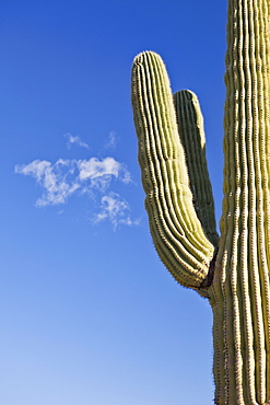 USA, Arizona, Phoenix, part of saguaro cactus on sky background, USA, Arizona, Phoenix