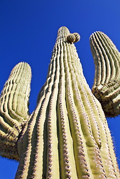 USA, Arizona, Phoenix, low angle view of saguaro cactus, USA, Arizona, Phoenix