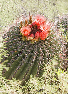 Close up of cactus with flower, Arizona, United States