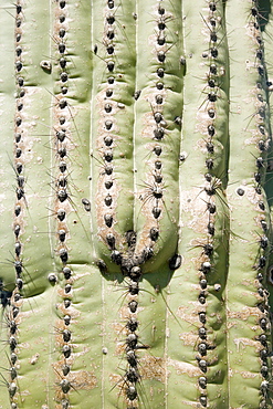 Close up of cactus, Arizona, United States