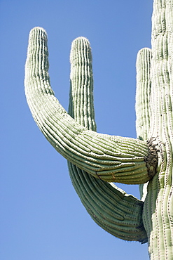 Low angle view of cactus, Arizona, United States