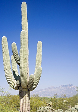 Cactus with mountain in background, Arizona, United States