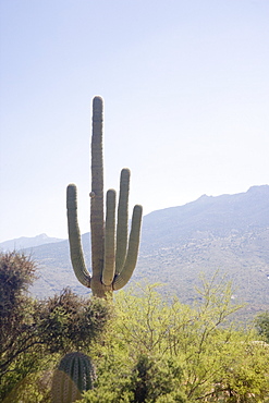 Cactus with mountain in background, Arizona, United States