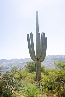 Cactus with mountain in background, Arizona, United States