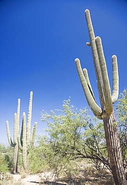 Low angle view of cactus, Arizona, United States