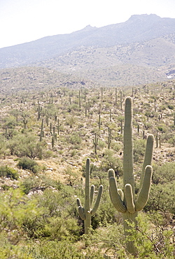 Cactus with mountain in background, Arizona, United States