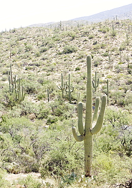 Cactus with mountain in background, Arizona, United States