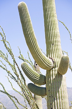 Low angle view of cactus, Arizona, United States