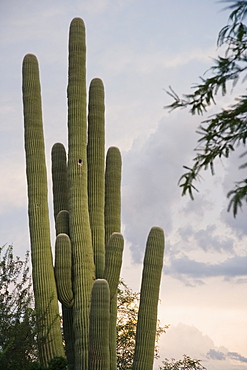 Cactus at sunset, Arizona, United States