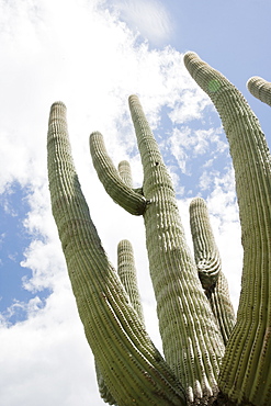 Low angle view of cactus, Arizona, United States