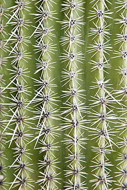 Close up of cactus