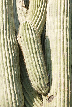 Close up of cactus