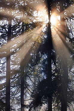 USA, Washington, Hockinson, sunbeam shining through trees, USA, Washington, Hockinson