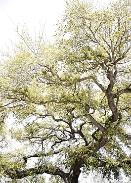 Oak tree with Spanish Moss, New Orleans, Louisiana, United States