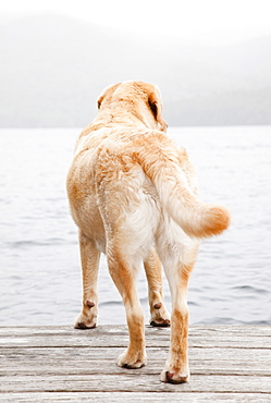 Dog on dock