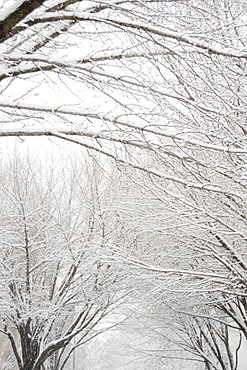 USA, New York State, Brooklyn, Williamsburg, snow on tree branches