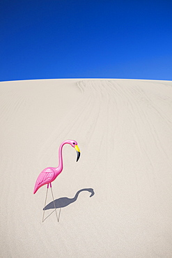 Oregon, Florence, Plastic pink flamingo on sand dune