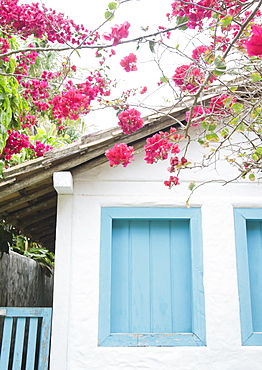 Brazil, Bahia, Trancoso, Bougainvillea blooming in front of house